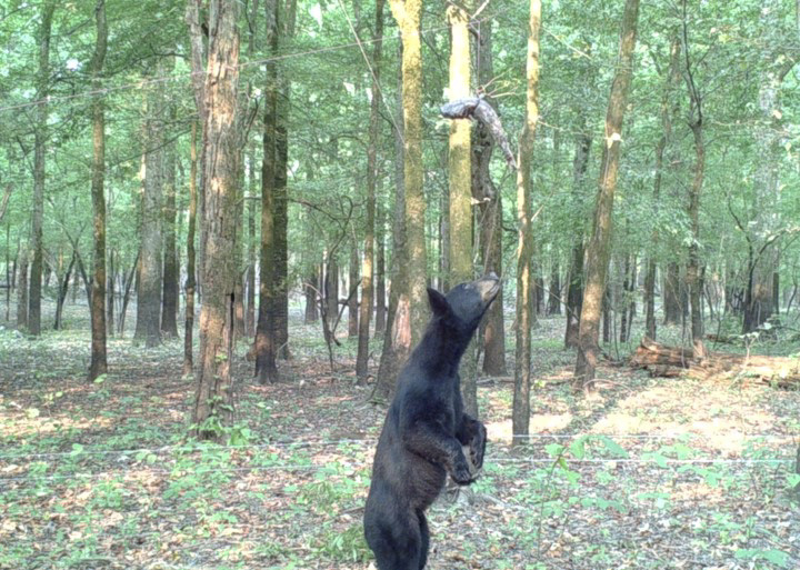 Arkansas Black Bear Populations on Rise