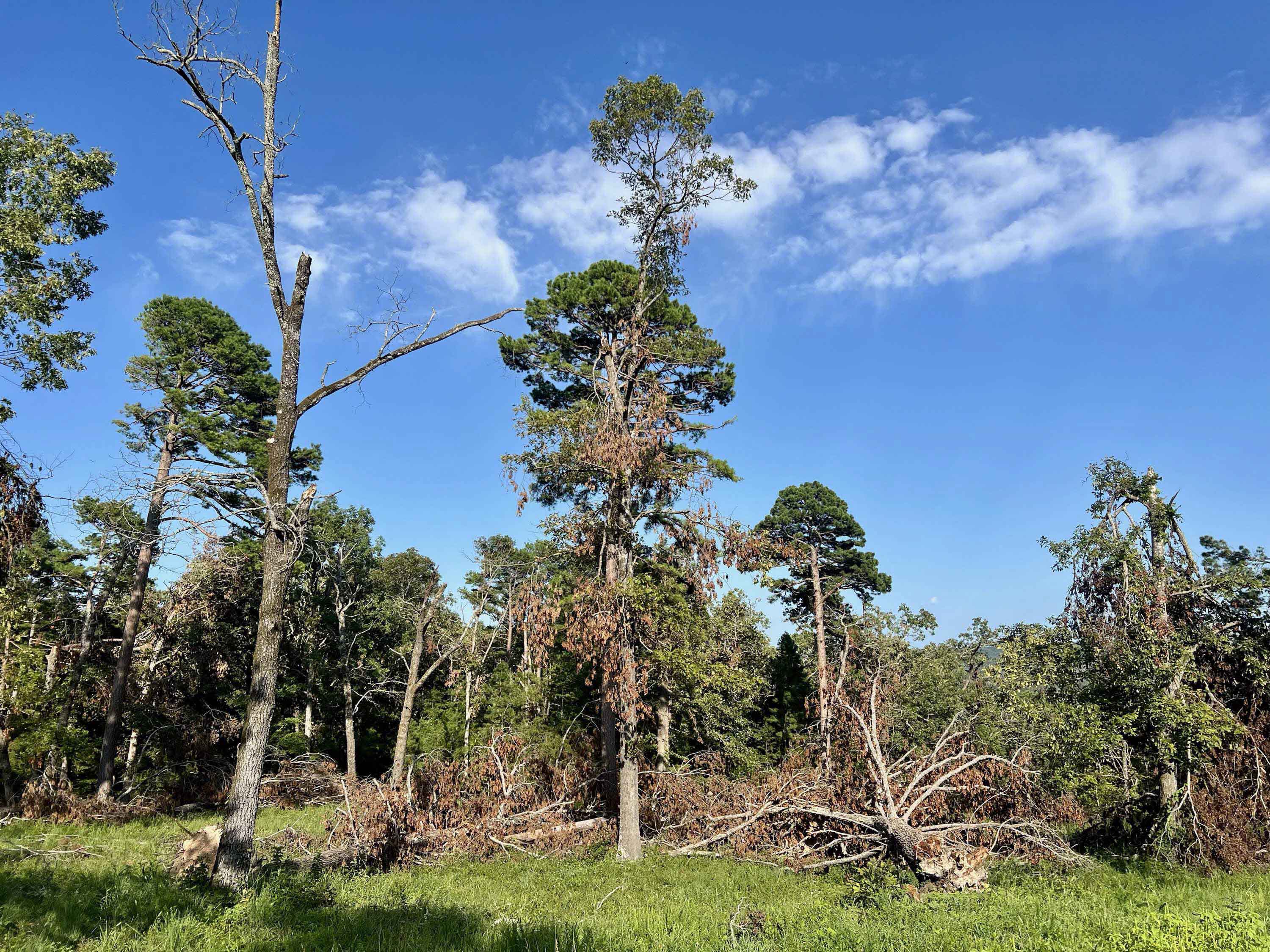 Tornado Activity Economic Impacts